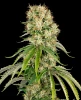 Bubblegum XXL Feminized Seeds
