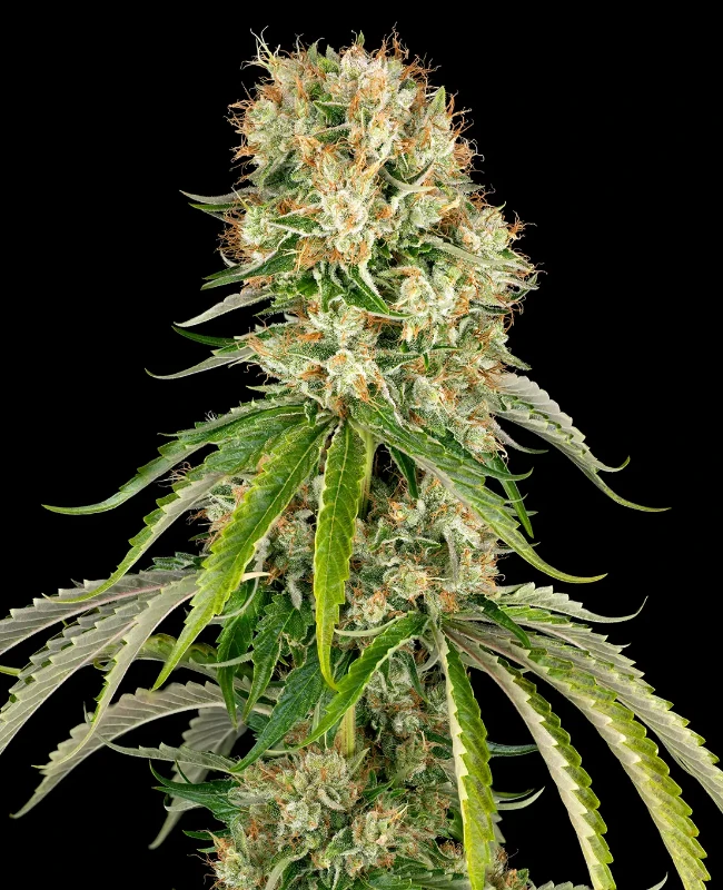 Bubblegum XXL Feminized Seeds