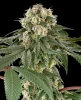 Blue Cheese Feminized Seeds