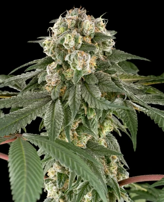 Blue Cheese Feminized Seeds