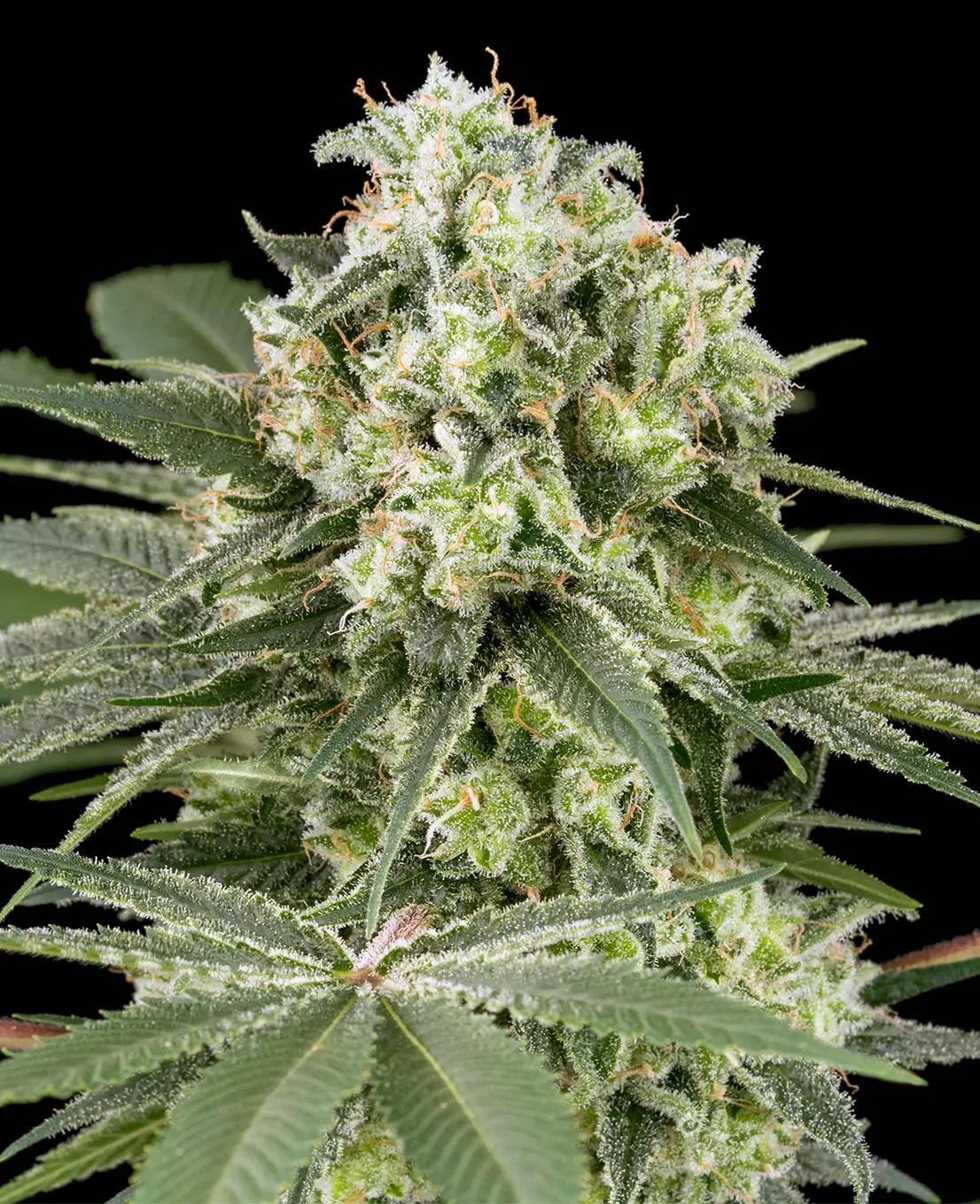 Banana OG Kush Feminized Cannabis Seeds-WeedSeedShop