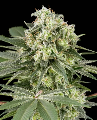 Banana OG Kush Feminized Seeds