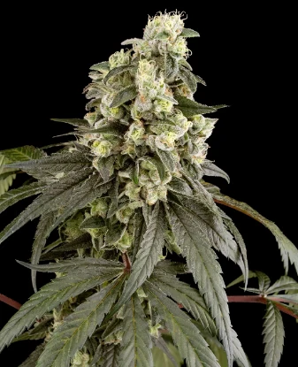 Trainwreck Feminized Seeds