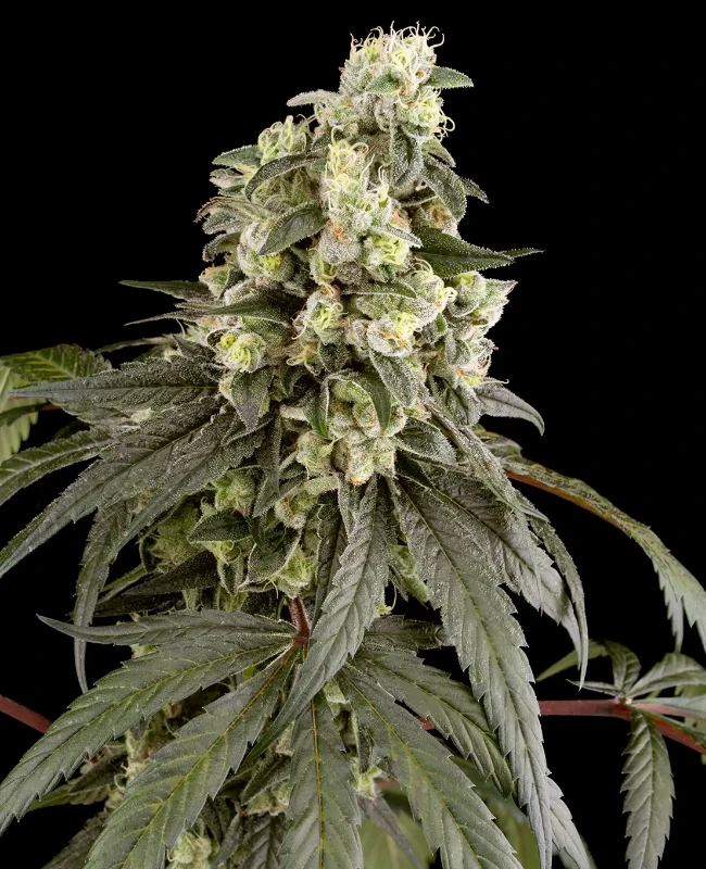 Trainwreck Feminized Seeds