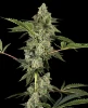 Paris OG Kush Feminized