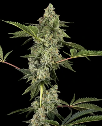 Paris OG Kush Feminized