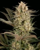 Sour Mochi Feminized Seeds