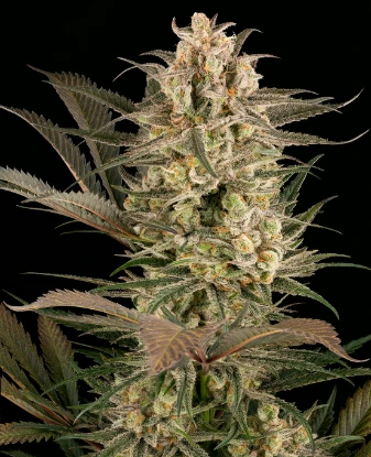 Sour Mochi Feminized Seeds