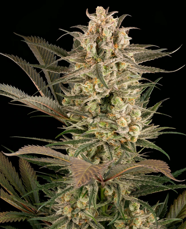 Sour Mochi Feminized Seeds