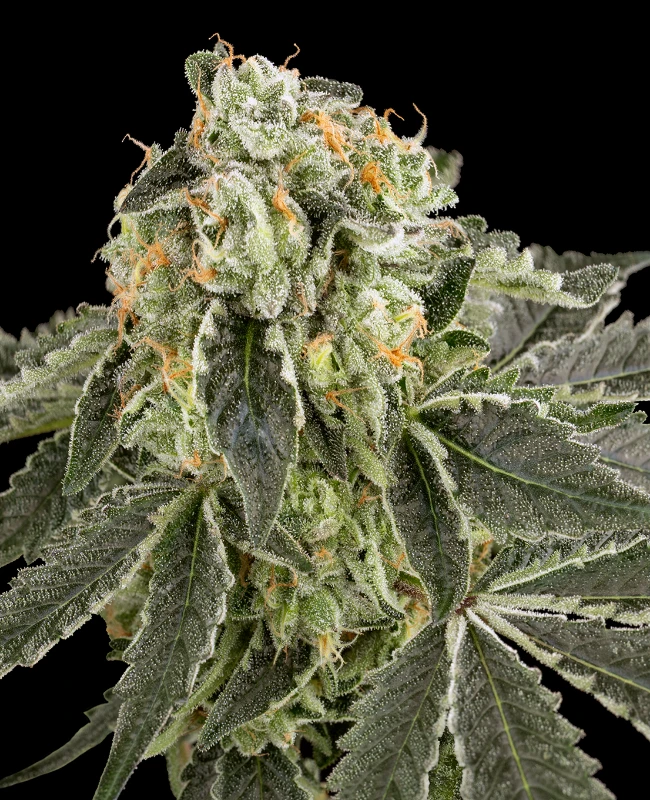 White Grape Runtz Feminized Seeds